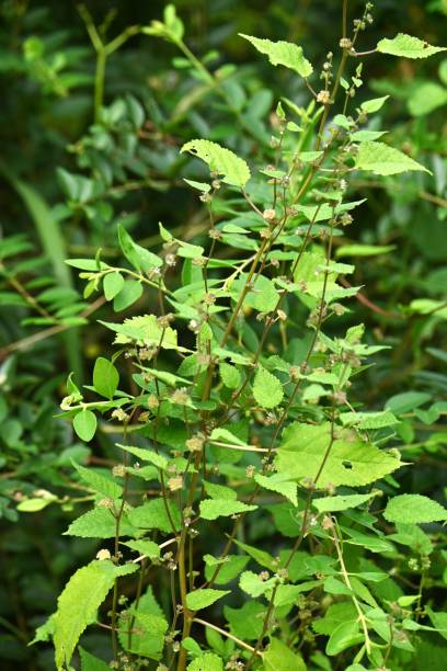 istock Hairy crabweed ( Fatoua villosa ) flowers. Moraceae annual plants. 1699373049