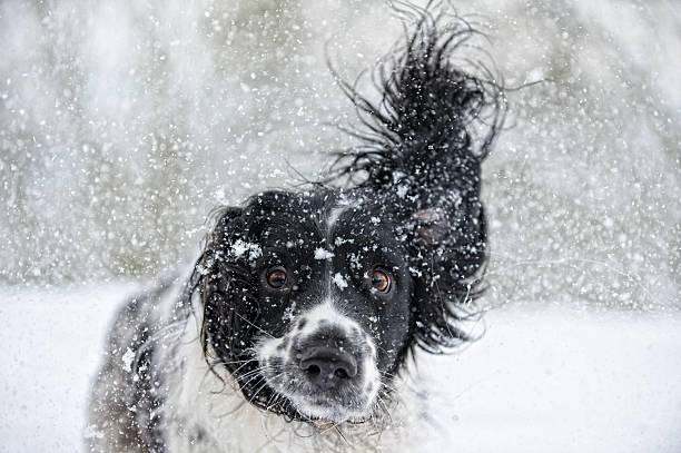 snowdog abominable - animal dog winter snow photos et images de collection