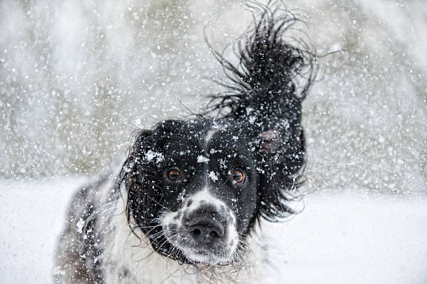 abominevole snowdog - animal dog winter snow foto e immagini stock
