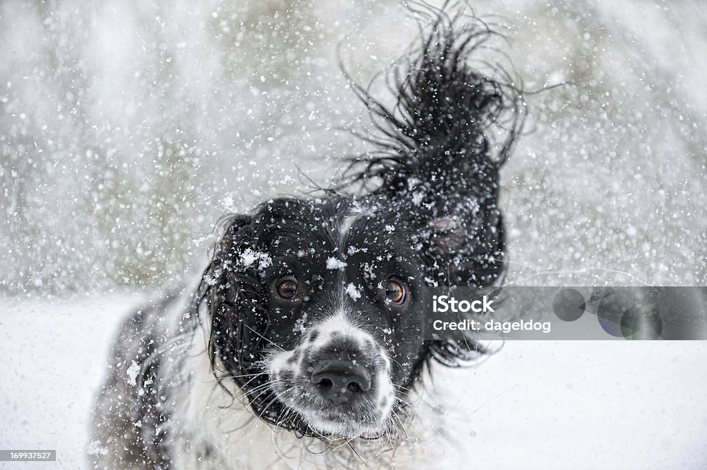 Abominable Snowdog Rather over excited young spaniel in the snow Dog Stock Photo