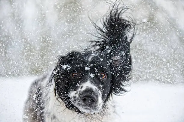 Rather over excited young spaniel in the snow