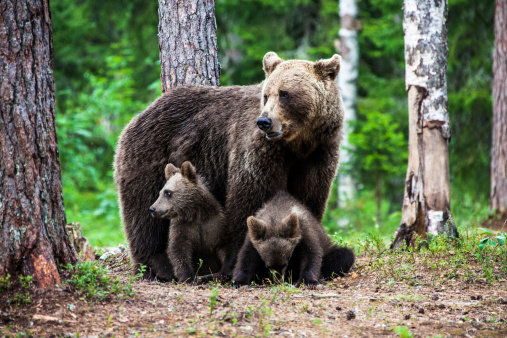 Female european brown bear with two cubs in Finland. Wildlife shot in eastern Finland close to the russian border.