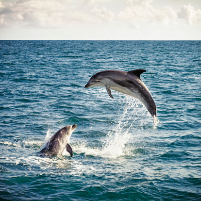 Two bottlenose dolphins playing in the ocean in New Zealand's Bay of Islands.