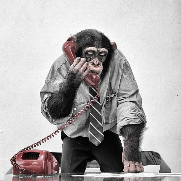 chimpancé por teléfono - telephone chimpanzee monkey on the phone fotografías e imágenes de stock