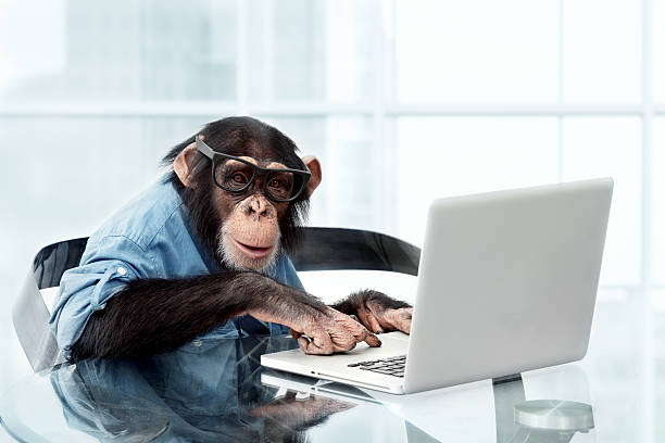 hombre de negocios en ropa chimpancé - business men humor macho fotografías e imágenes de stock