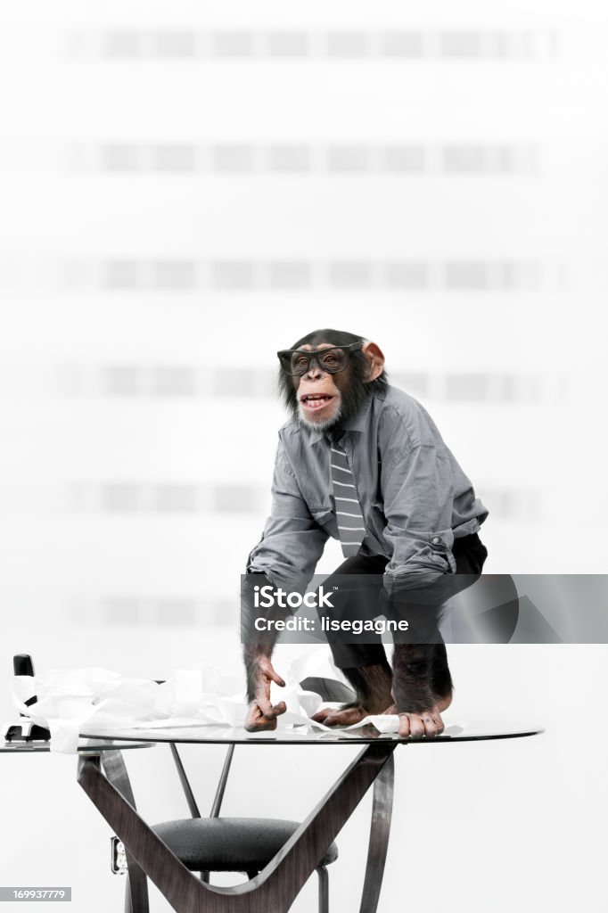 Männliche Schimpansen-Gattung in business-Kleidung - Lizenzfrei Menschenaffe Stock-Foto