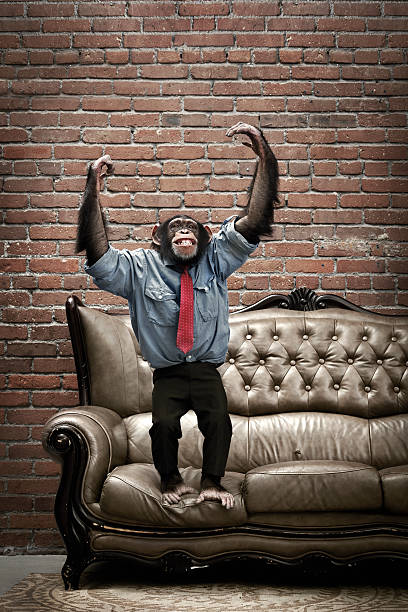Male chimpanzee in business clothes