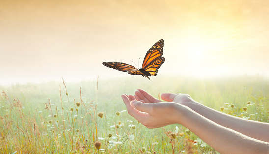 Girl releasing a butterfly over a sunset field