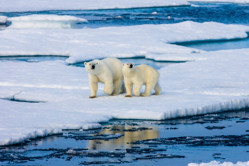 Three polar bears, arctic family with one cub smelling the face of Mom, Mother, Mum with white snowy, snow covered background landscape in northern Canada during migration to the sea ice.