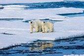 Two Polar bears on ice floe surrounded by water.