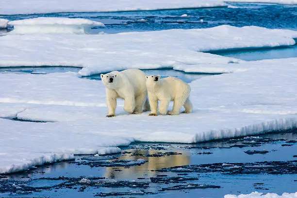 Photo of Two Polar bears on ice floe surrounded by water.