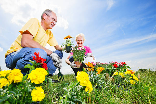 hermosa pareja madura plantando flores - gardening senior adult action couple fotografías e imágenes de stock