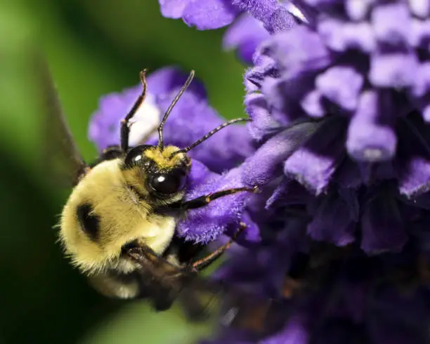 Photo of Macro Insect American Bumble Bee (Bombus pensylvanicus) in Flight