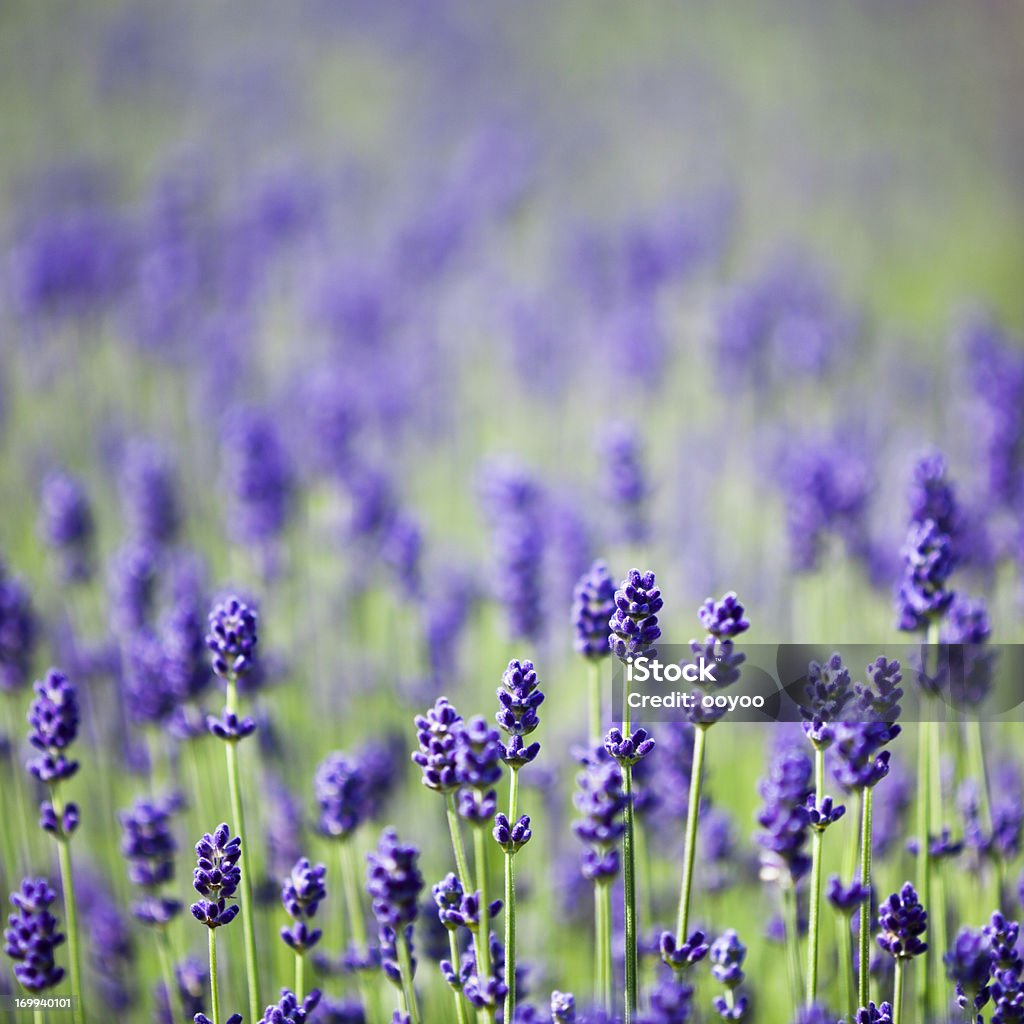 Lavenders - 로열티 프리 0명 스톡 사진