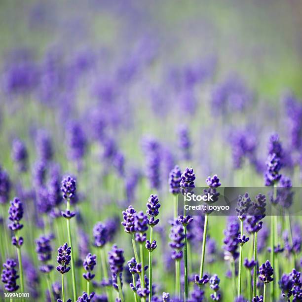 Lavenders 0명에 대한 스톡 사진 및 기타 이미지 - 0명, 경관, 꽃-꽃의 구조