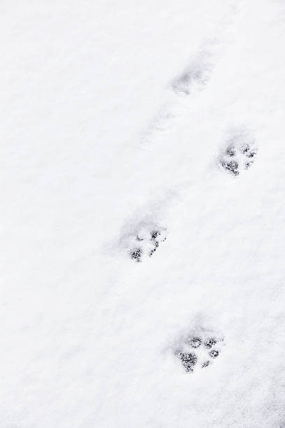 Four paw prints left by a running dog in fresh snowfall.