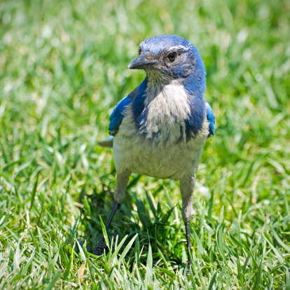 Front view of western scrub jay, Aphelocoma californica.