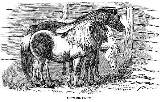 Engraving of Shetland ponies. In Cyclopedia of Live Stock 1881.