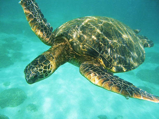 istock green sea turtle, Chelonia mydas, underwater 169940306