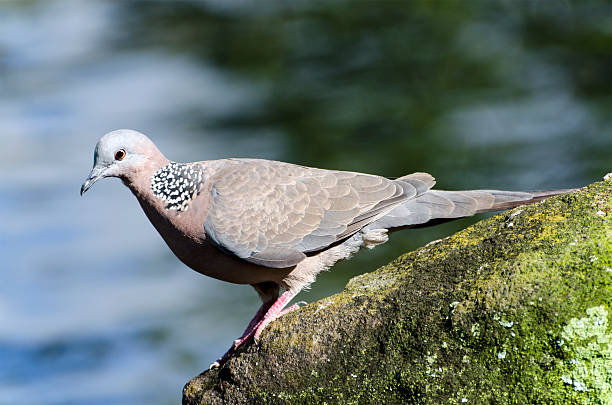 Spotted dove, Spilopelia chinensis, perched on rock near pond.