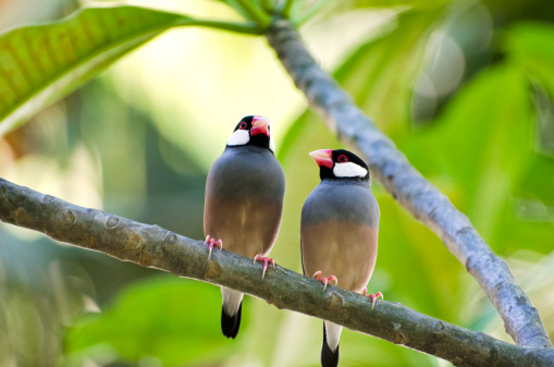 A pair of Java finches, Padda oryzivora, living in the wild on Kauai, Hawaii, USA. Originally an imported cage (pet) bird, these birds' ancestors may have escaped from captivity during Hurricane Iniki.