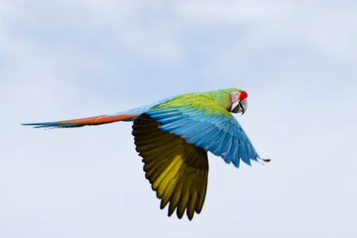 Military macaw, Ara militaris, in flight.