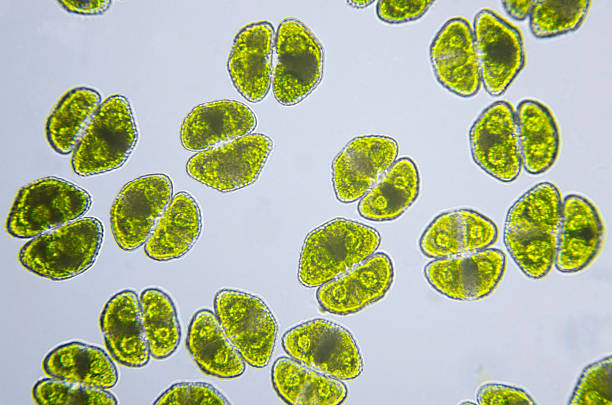 海藻、cosmarium turpinii 、顕微鏡写真 - high scale magnification magnification cell scientific micrograph ストックフォトと画像