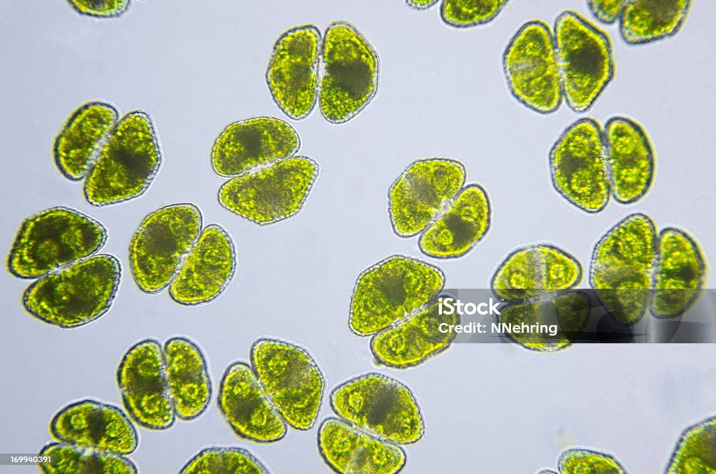 algae, Cosmarium turpinii, micrograph Photomicrograph of algae, Cosmarium turpinii, a desmid. Live specimen. Wet mount, 40X objective, transmitted brightfield illumination. Algae Stock Photo