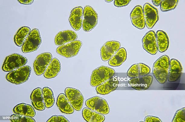 Algae Cosmarium Turpinii Micrograph Stock Photo - Download Image Now - Algae, Green Algae, Plant Cell
