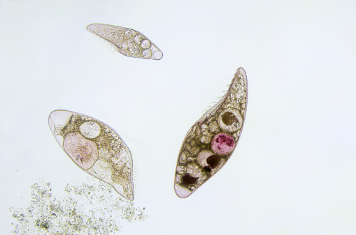 Photomicrograph of the ciliate Blepharisma americanum in various stages of development. Typical faint pink color. Each individual is only one cell. Live specimen. Wet mount, 10X objective, transmitted brightfield illumination.