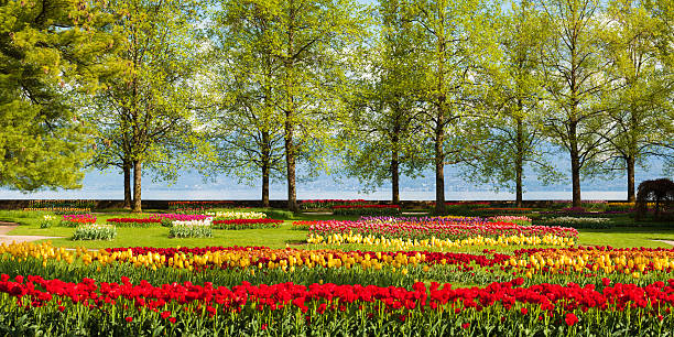 Beautiful Tulip Garden Near Lake Geneva stock photo