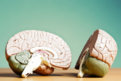 The two halves of a medical model of a human brain. Metaphor for introspection or indecision.