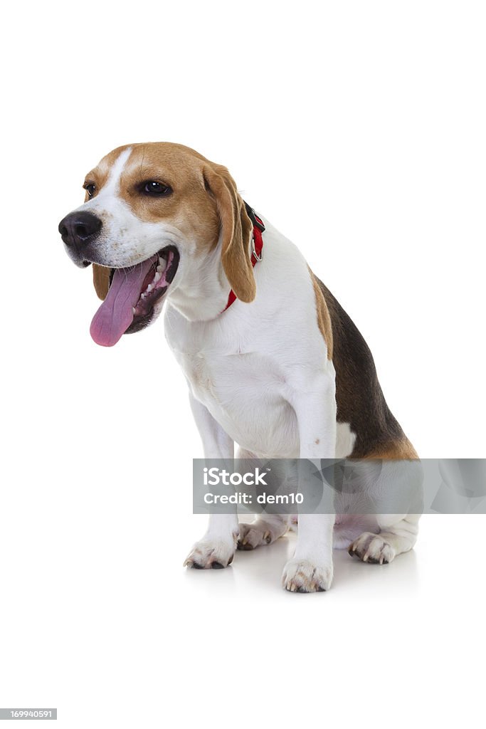 Beagle - Foto stock royalty-free di Animale