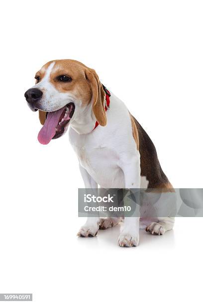 Beagle - Fotografie stock e altre immagini di Animale - Animale, Animale da compagnia, Beagle