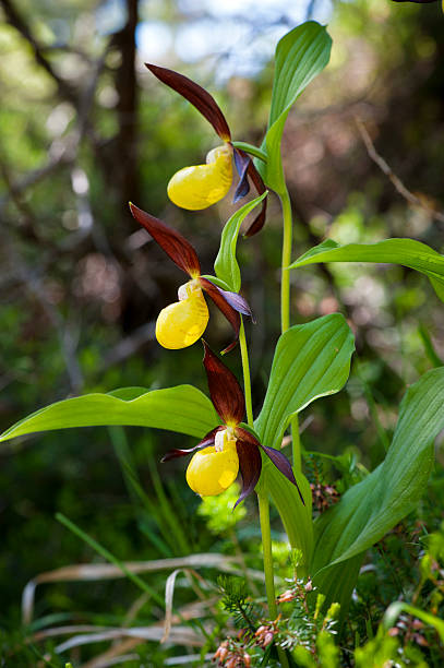 istock Lady's Slipper Orchid, Cypripedium calceolus 169940749