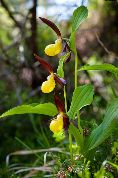 orquídea sapatinhos orquídea, cypripedium calceolus - ladyslipper imagens e fotografias de stock