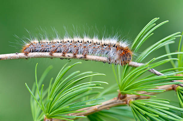 pine processionary caterpillar - branch caterpillar animal hair insect fotografías e imágenes de stock