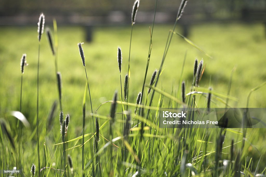 Grünen Wiese Grassland - Lizenzfrei Abstrakt Stock-Foto