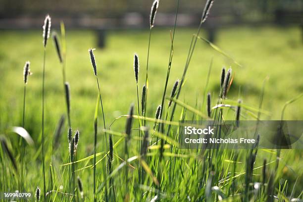 Grünen Wiese Grassland Stockfoto und mehr Bilder von Abstrakt - Abstrakt, Abstrakter Bildhintergrund, Bildhintergrund