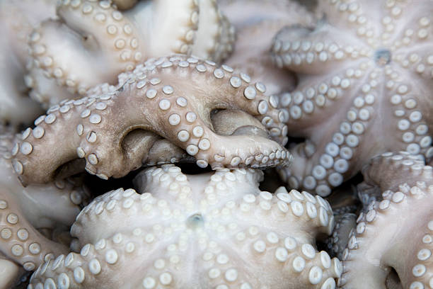 мальтийская осьминог - octopus seafood malta catch of fish стоковые фото и изображения