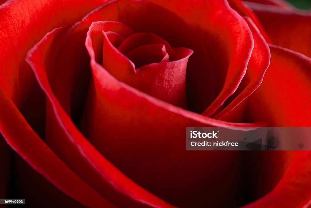Rose Swirl - Lizenzfrei Blume Stock-Foto