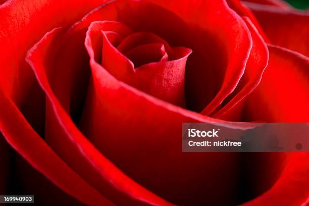 Rose Swirl Stockfoto und mehr Bilder von Blume - Blume, Blütenblatt, Einzelne Blume