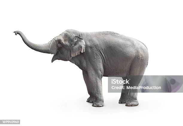 Elefante Asiatico - Fotografie stock e altre immagini di Elefante - Elefante, Sfondo bianco, Scontornabile