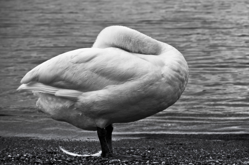 A swan on the lake loses a feather and hides the head.