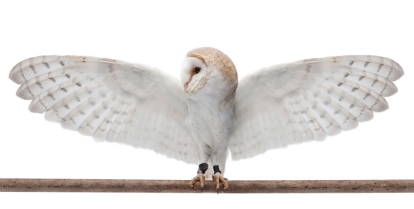 Barn owl with wings fully stretched