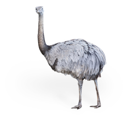 Ostrich isolated on white