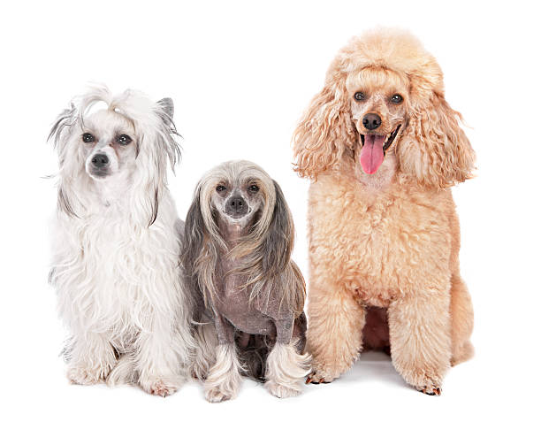 trzy psy - exhibition of dog zdjęcia i obrazy z banku zdjęć