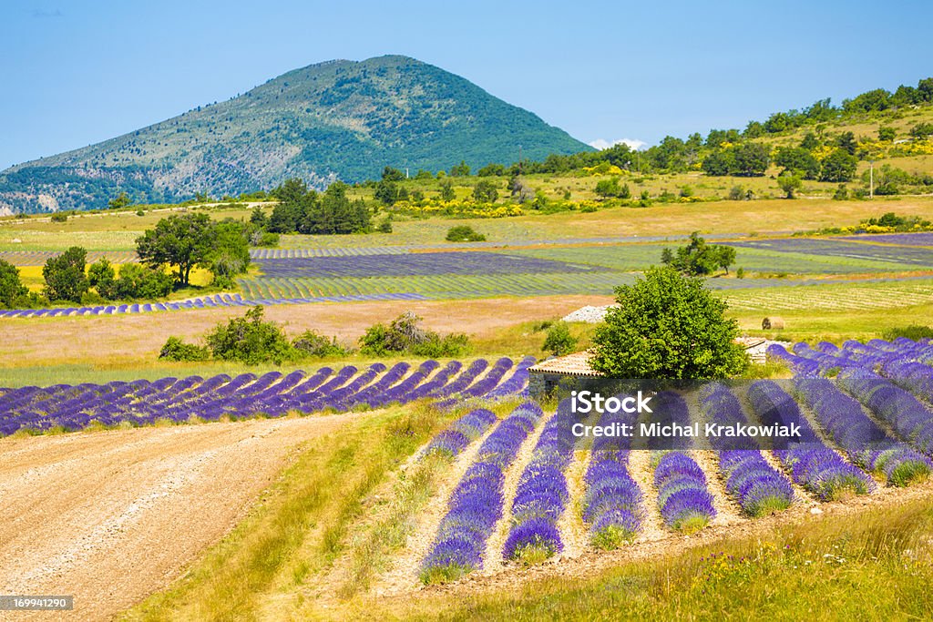 Campo de lavanda em Provence - Foto de stock de Planalto de Valensole royalty-free