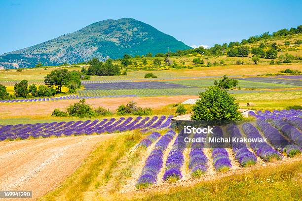 Foto de Campo De Lavanda Em Provence e mais fotos de stock de Planalto de Valensole - Planalto de Valensole, Provence-Alpes-Côte d'Azur, Agricultura