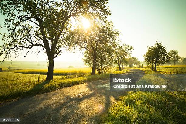 Wschód Słońca Nad Polami - zdjęcia stockowe i więcej obrazów Wiosna - Wiosna, Drzewo, Droga